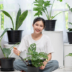 Melhores plantas para cultivar dentro de casa e alegrar seu ambiente